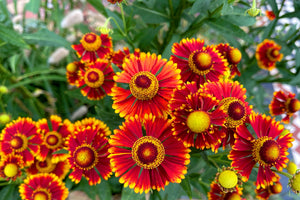Helenium 'Autumn Leaves' Seeds