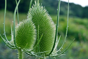 Fuller's Teasel Seeds