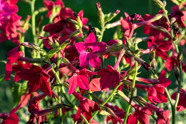 Nicotiana Crimson King Seeds