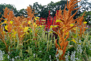 Hot Biscuits Amaranthus Seeds - Certified Organic