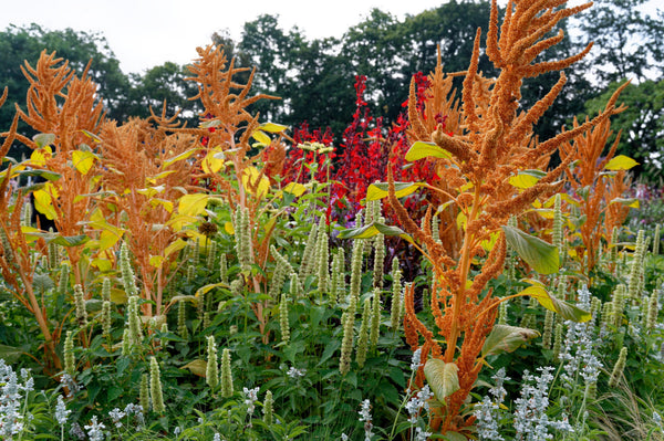 Hot Biscuits Amaranthus Seeds - Certified Organic