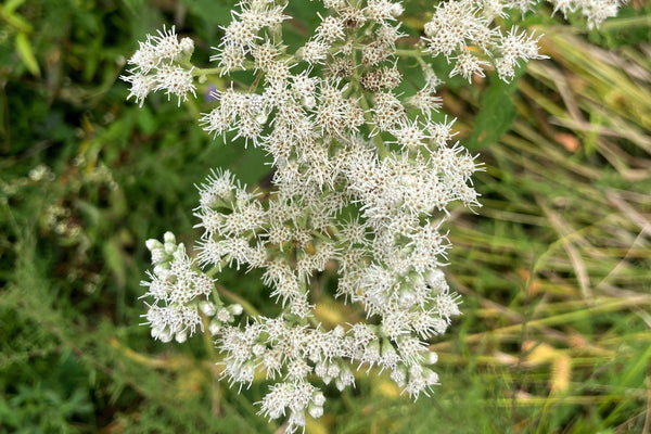 Tall White Boneset Seeds