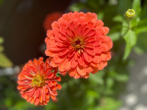Salmon Queen Zinnia Seeds