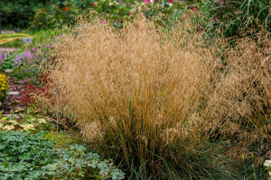 Tufted Harigrass Seeds
