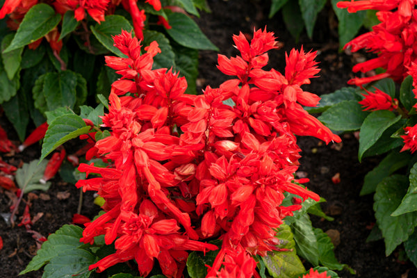 Red Salvia - St. John's Fire Seeds