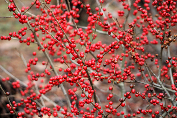 Winterberry Seeds