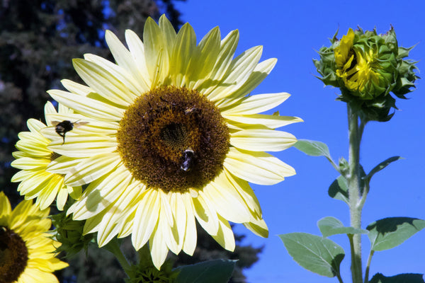 Italian White Sunflower Seeds