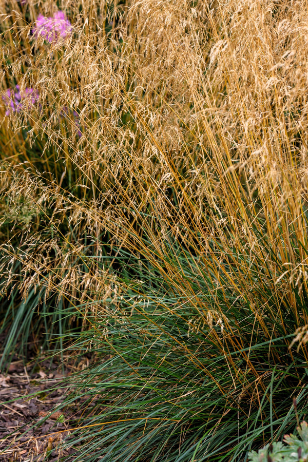 Tufted Harigrass Seeds