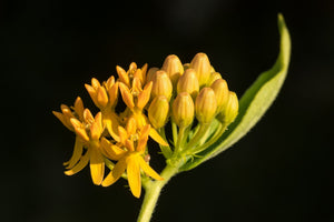 Yellow Milkweed Seeds