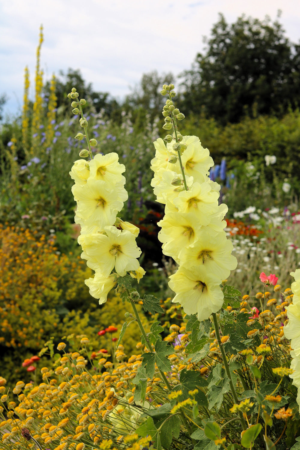 Yellow Hollyhock Seeds