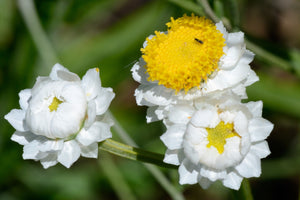 White Winged Everlasting Seeds