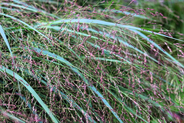 Switch Grass Seeds