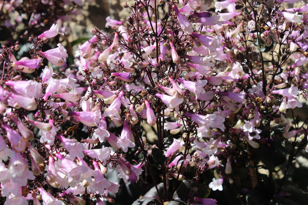 Husker Red Penstemon Seeds