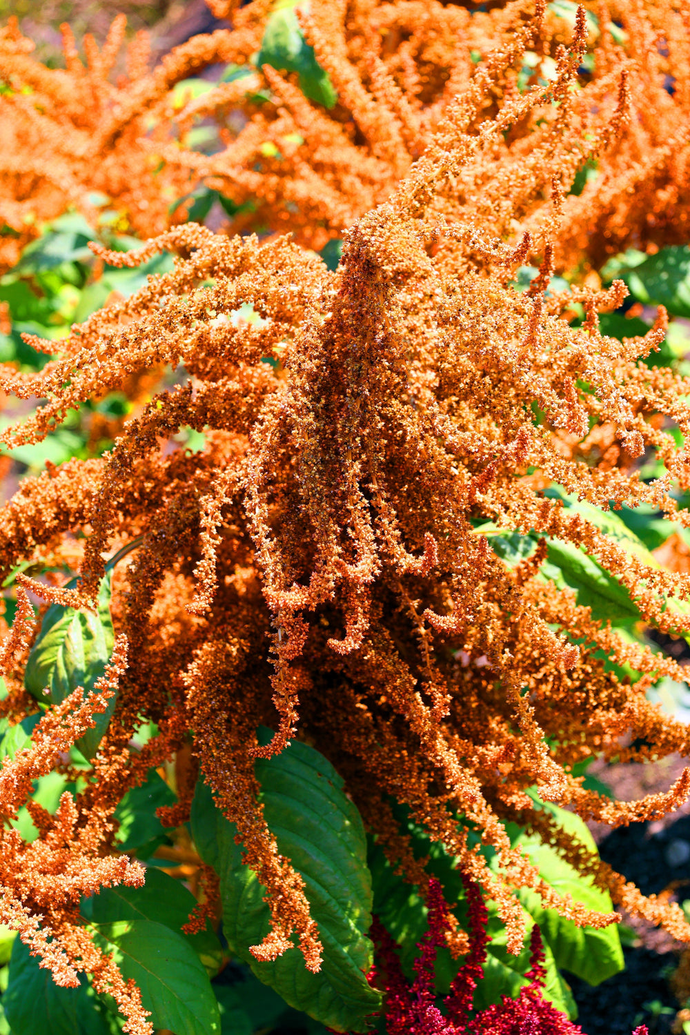Hot Biscuits Amaranthus Seeds - Certified Organic