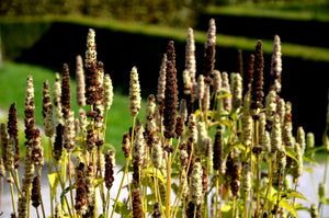 Yellow Giant Hyssop Seeds