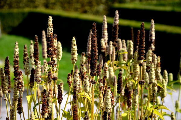 Yellow Giant Hyssop Seeds