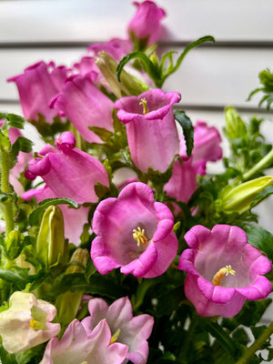 Rose Pink Canterbury Bells Seeds