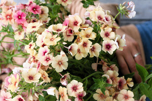 Cherry Caramel Phlox Seeds