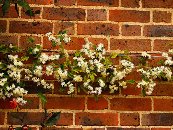 Clematis Virgin’s Bower Vine Seeds