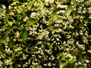 Clematis Virgin’s Bower Vine Seeds