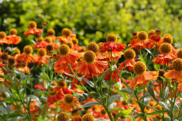 Helenium 'Autumn Leaves' Seeds