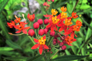 Sunset Milkweed Seeds