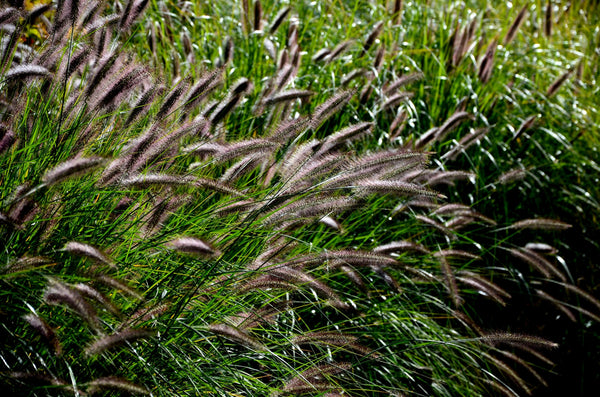 Dwarf Black Fountain Grass Seeds