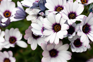 White African Cape Daisy Seeds