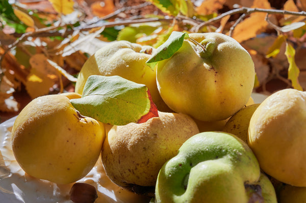 Common Culinary Quince Seeds