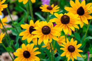 Brown Eyed Susan Seeds