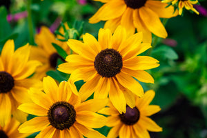 Brown Eyed Susan Seeds