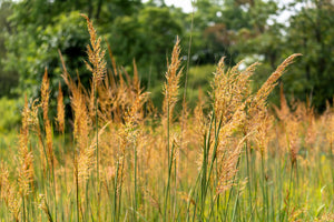 Indian Grass Seeds