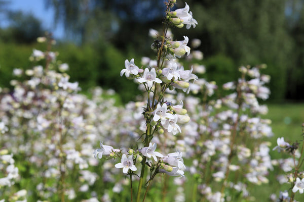 Foxglove Beardtongue Seeds