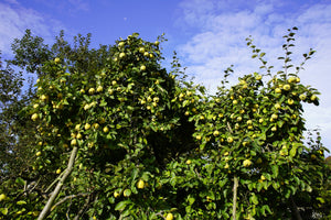 Common Culinary Quince Seeds