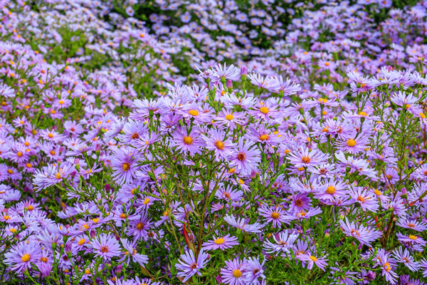 Rice Button Aster Seeds