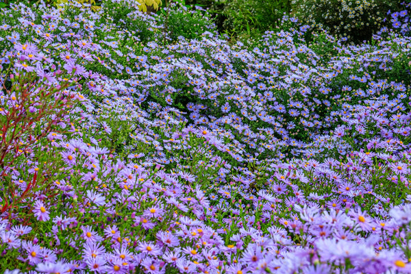 Rice Button Aster Seeds
