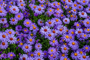 Rice Button Aster Seeds
