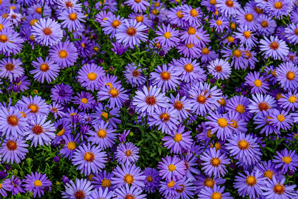 Rice Button Aster Seeds