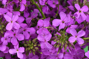 Dame's Rocket (Danask Violet) Seeds