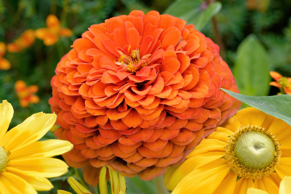 Orange King Zinnia Seeds