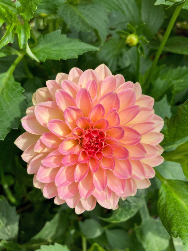 Watercolor Mix Dahlia Seeds