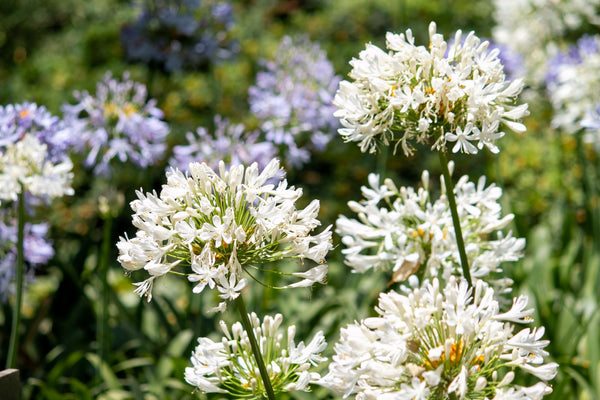 White Lily of the Nile Seeds