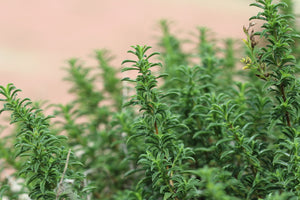 Mediterranean Thyme Seeds