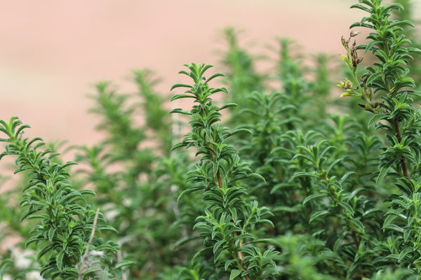 Mediterranean Thyme Seeds