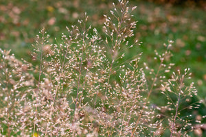Tufted Harigrass Seeds