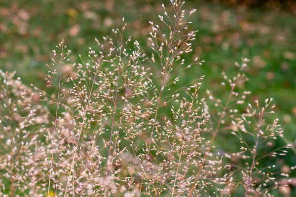Tufted Harigrass Seeds