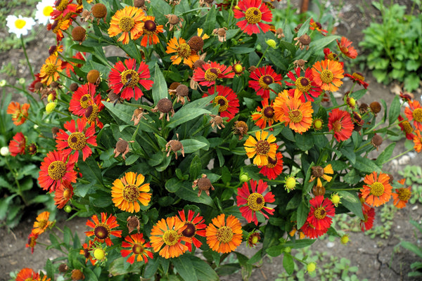 Helenium 'Autumn Leaves' Seeds