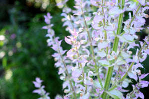 White Swan Clary Sage Seeds