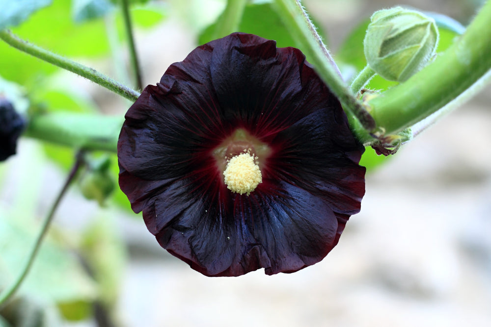 Black Hollyhock Seeds