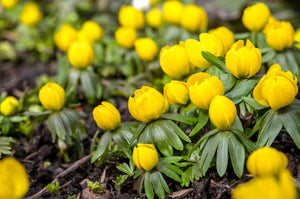 Winter Aconite Seeds